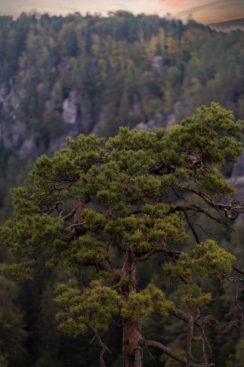 Hochzeitsfotografie, Hochzeitsfotograf, Fotograf, Schöne Bilder, Foto Tobi, Foto-Tobi, Freizeitfotografie, Natur, Landschaft, 